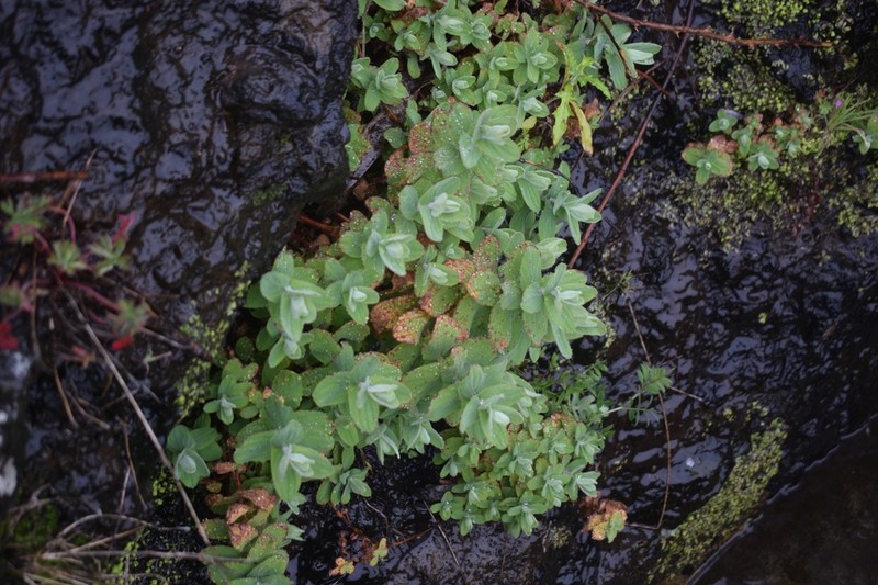 Hypericum coadunatum photo 5