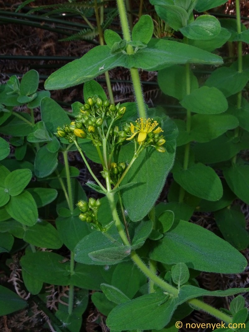Hypericum coadunatum photo 6