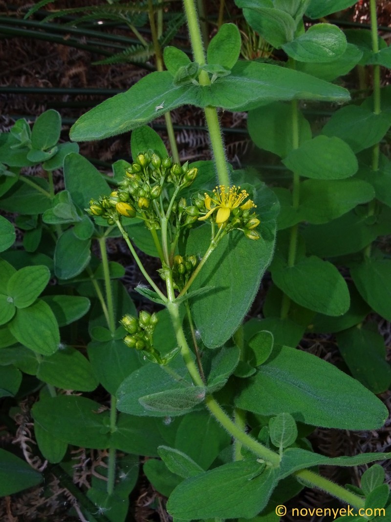 Hypericum coadunatum photo 7