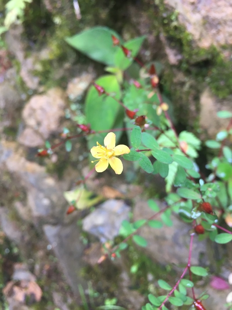 Hypericum collinum