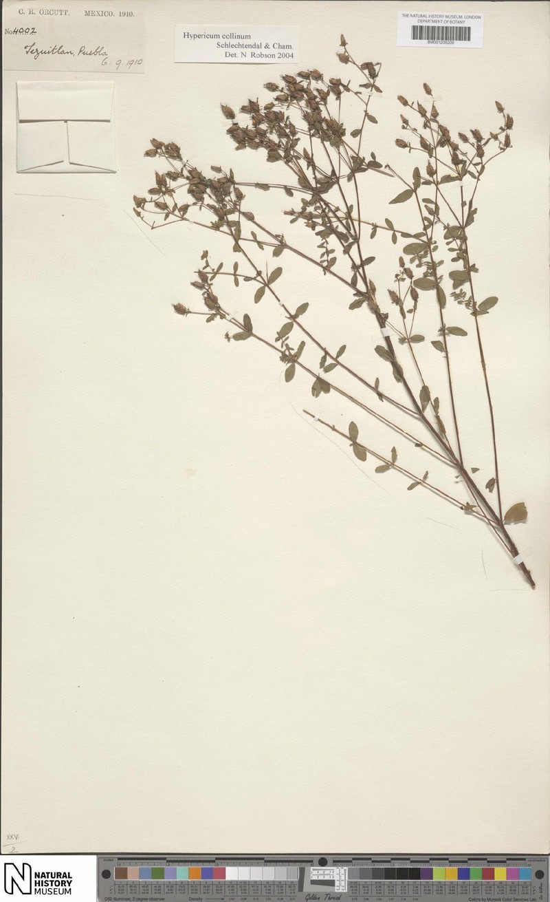 Hypericum collinum photo 2