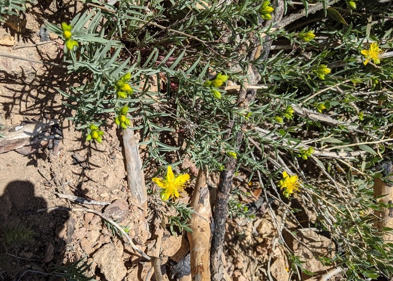Goldwire photo 3