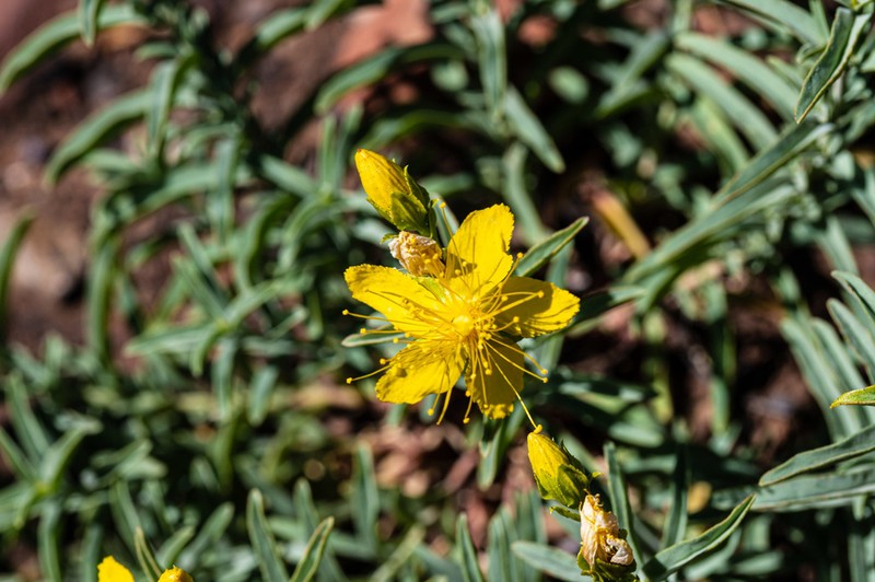 Goldwire photo 4