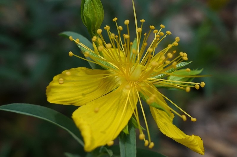 Goldwire photo 5
