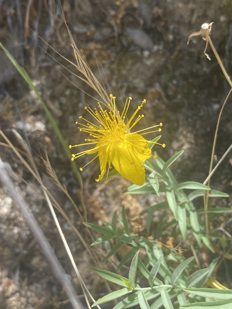 Goldwire photo 7