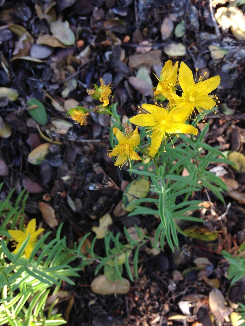 Goldwire photo 8