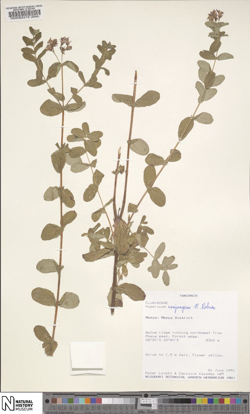 Hypericum conjungens