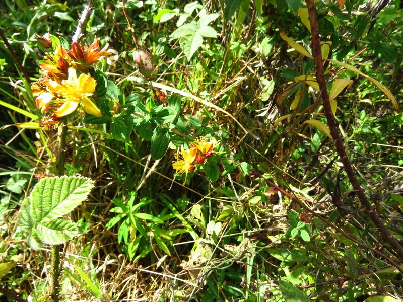 Hypericum conjungens photo 2