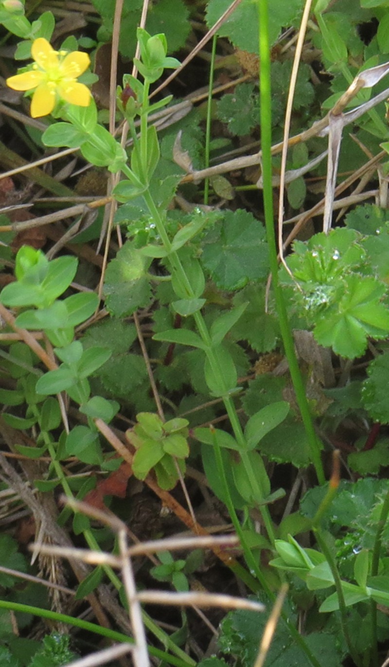 Hypericum conjungens photo 3