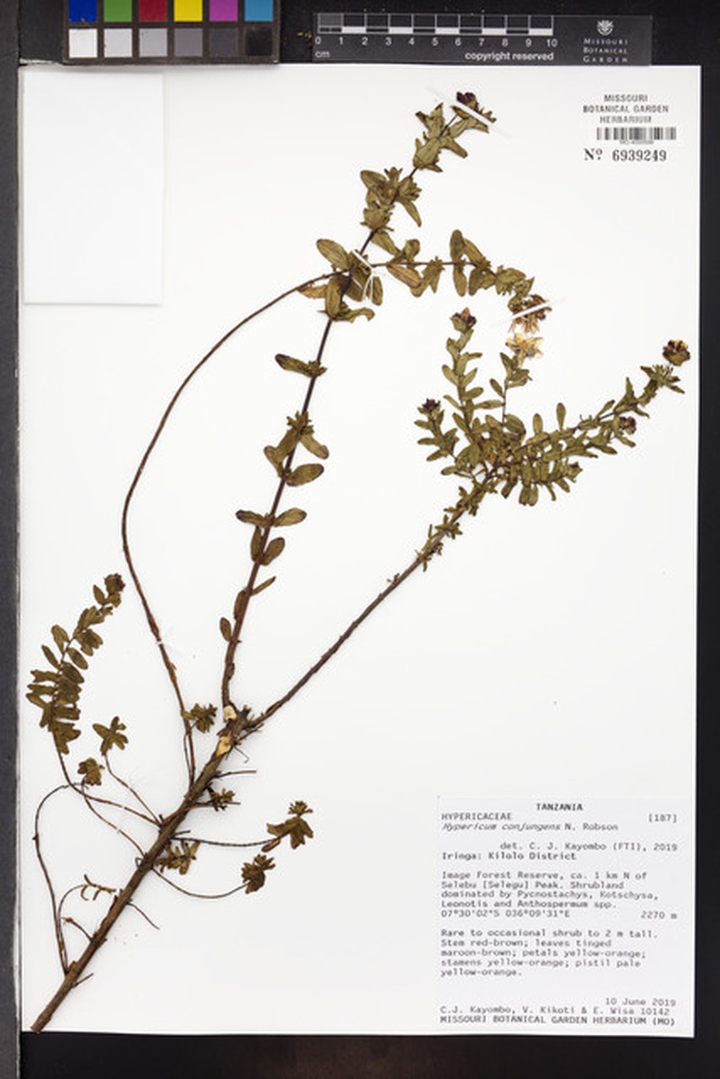 Hypericum conjungens photo 4