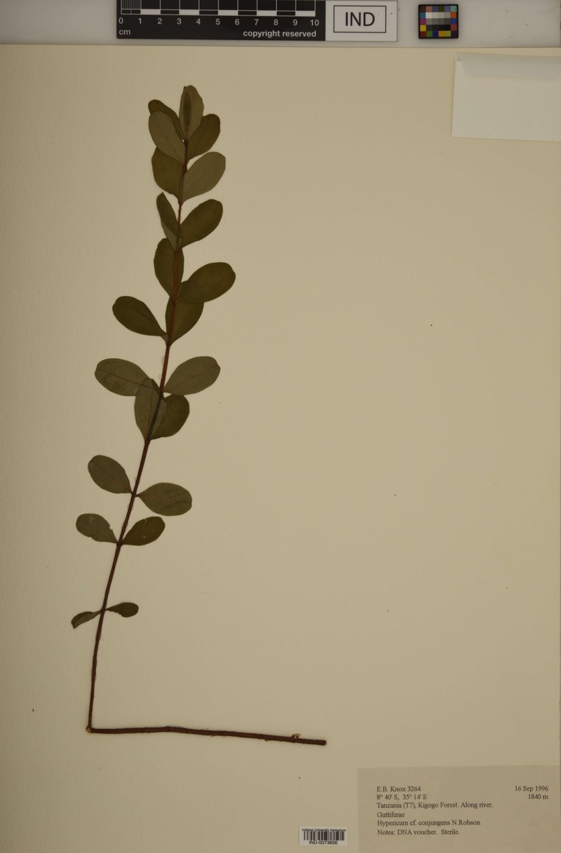 Hypericum conjungens photo 5