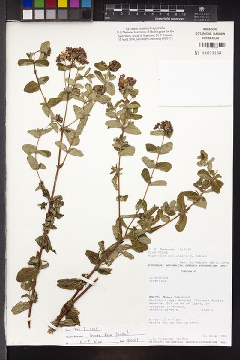 Hypericum conjungens photo 6