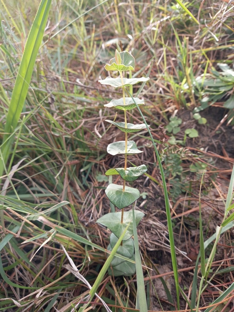 Hypericum connatum