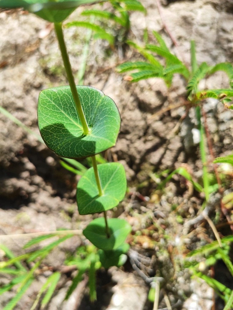 Hypericum connatum photo 2