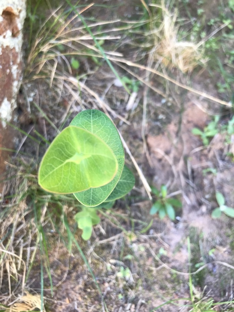 Hypericum connatum photo 3