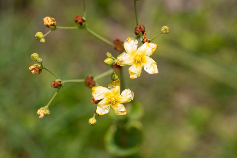 Hypericum connatum photo 4