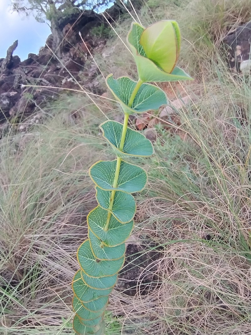 Hypericum connatum photo 5