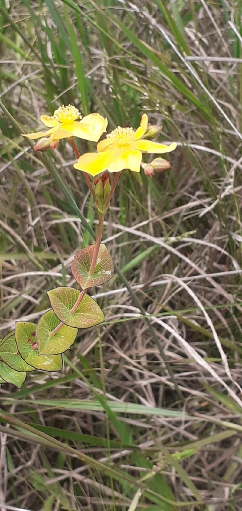 Hypericum connatum photo 6