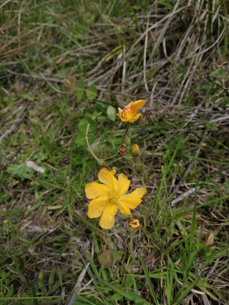 Hypericum connatum photo 7