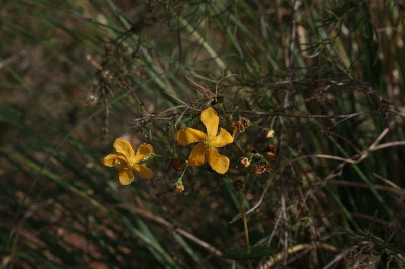 Hypericum connatum photo 8