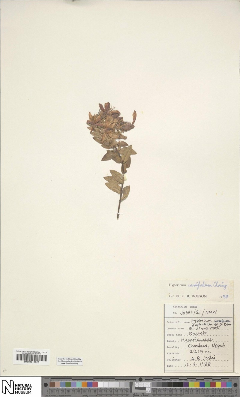 Hypericum cordifolium photo 2