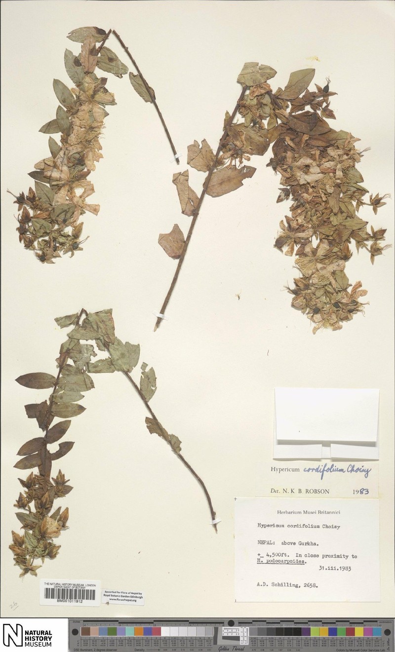Hypericum cordifolium photo 3