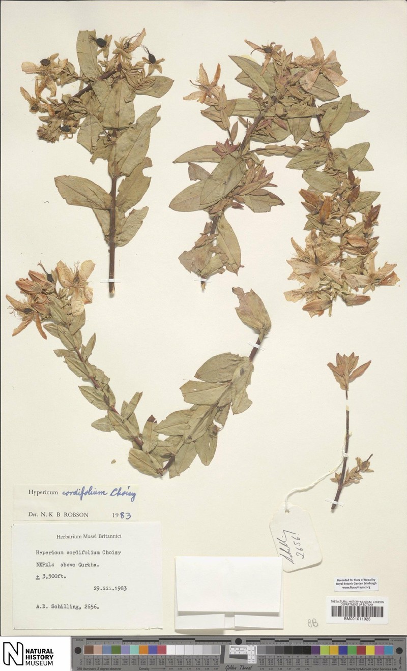 Hypericum cordifolium photo 4