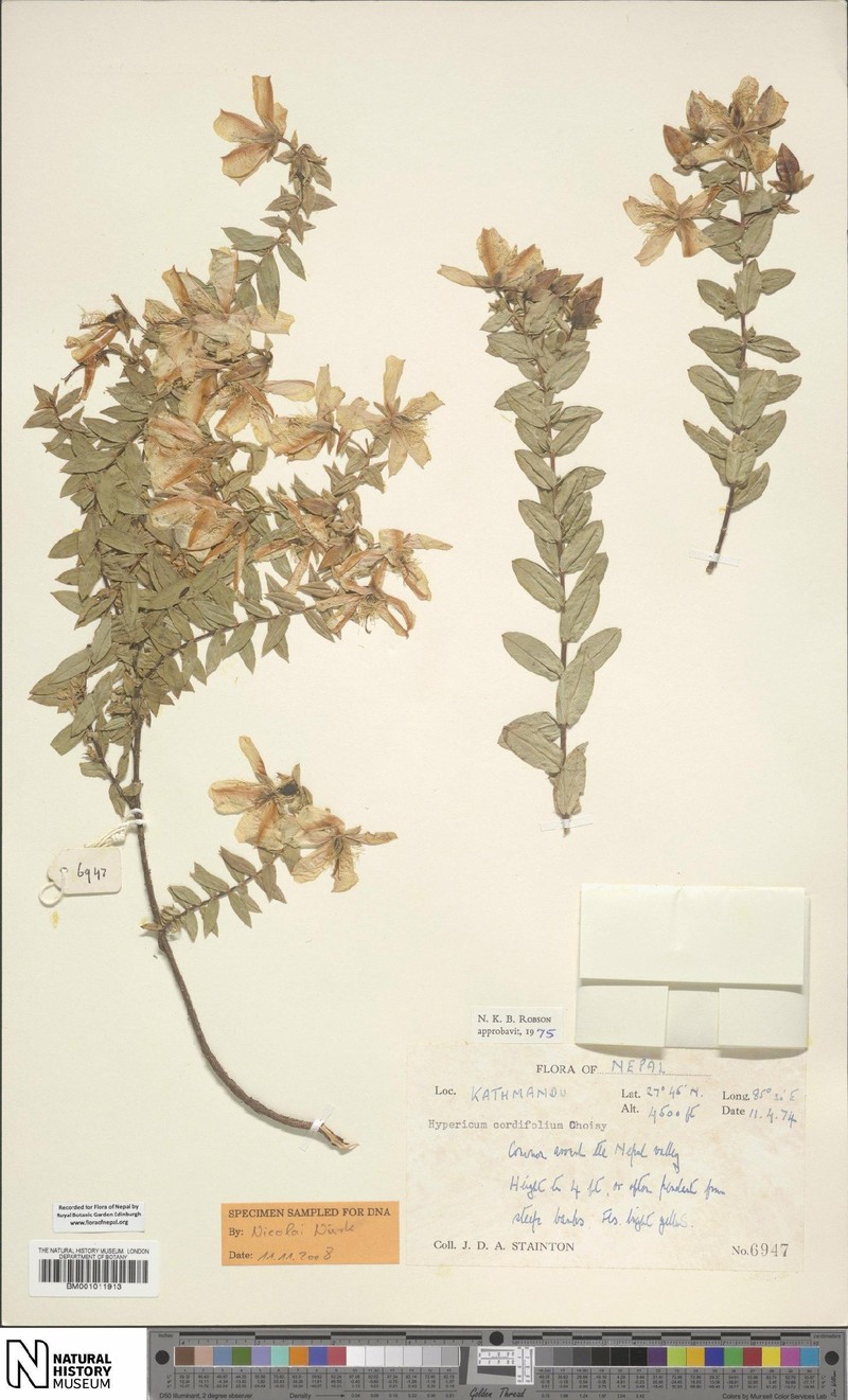 Hypericum cordifolium photo 6