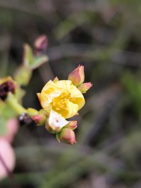 Hypericum cordiforme