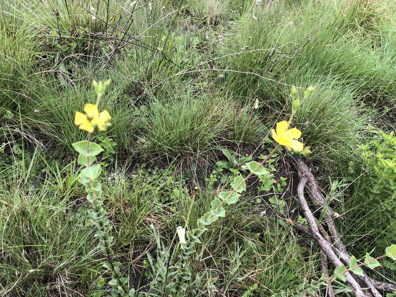 Hypericum cordiforme photo 2
