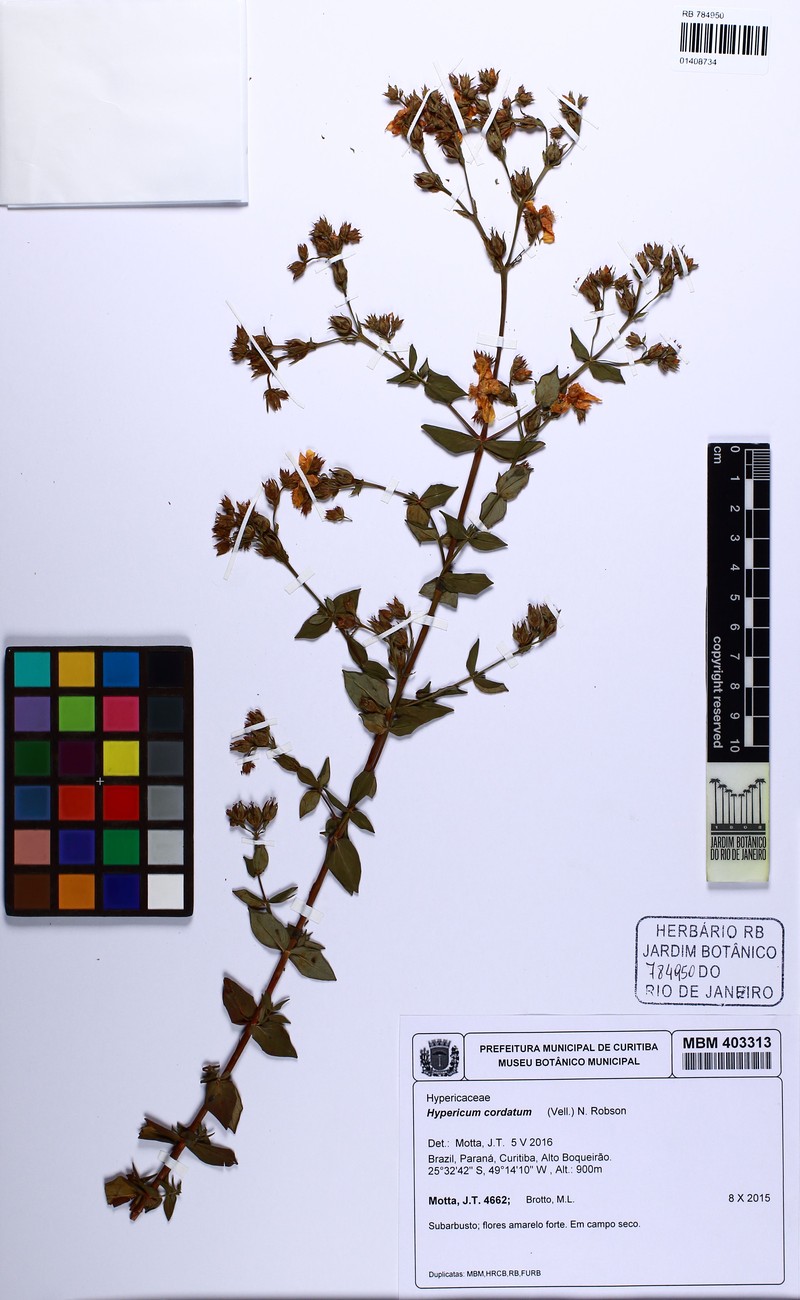 Hypericum cordiforme photo 3