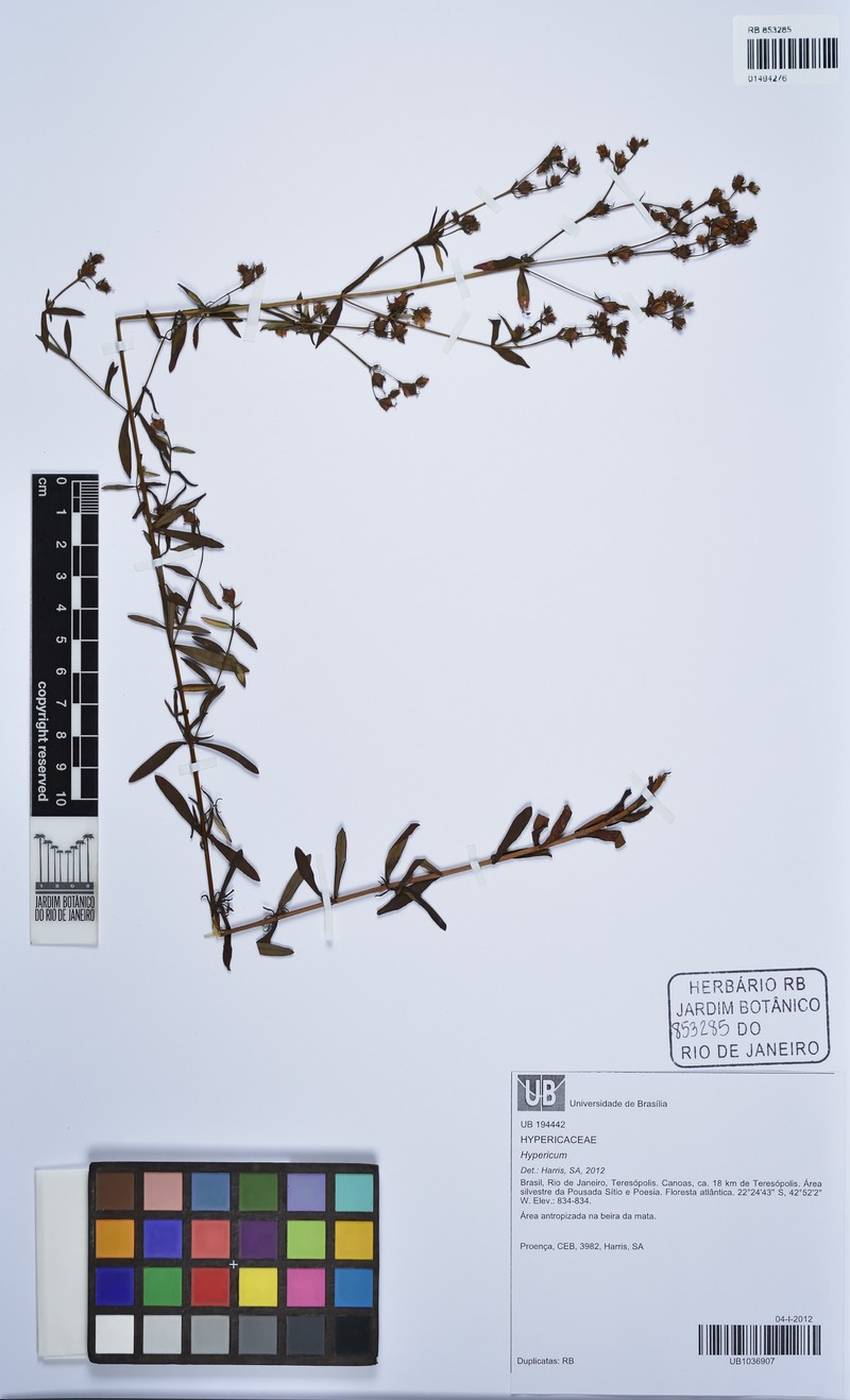 Hypericum cordiforme photo 4