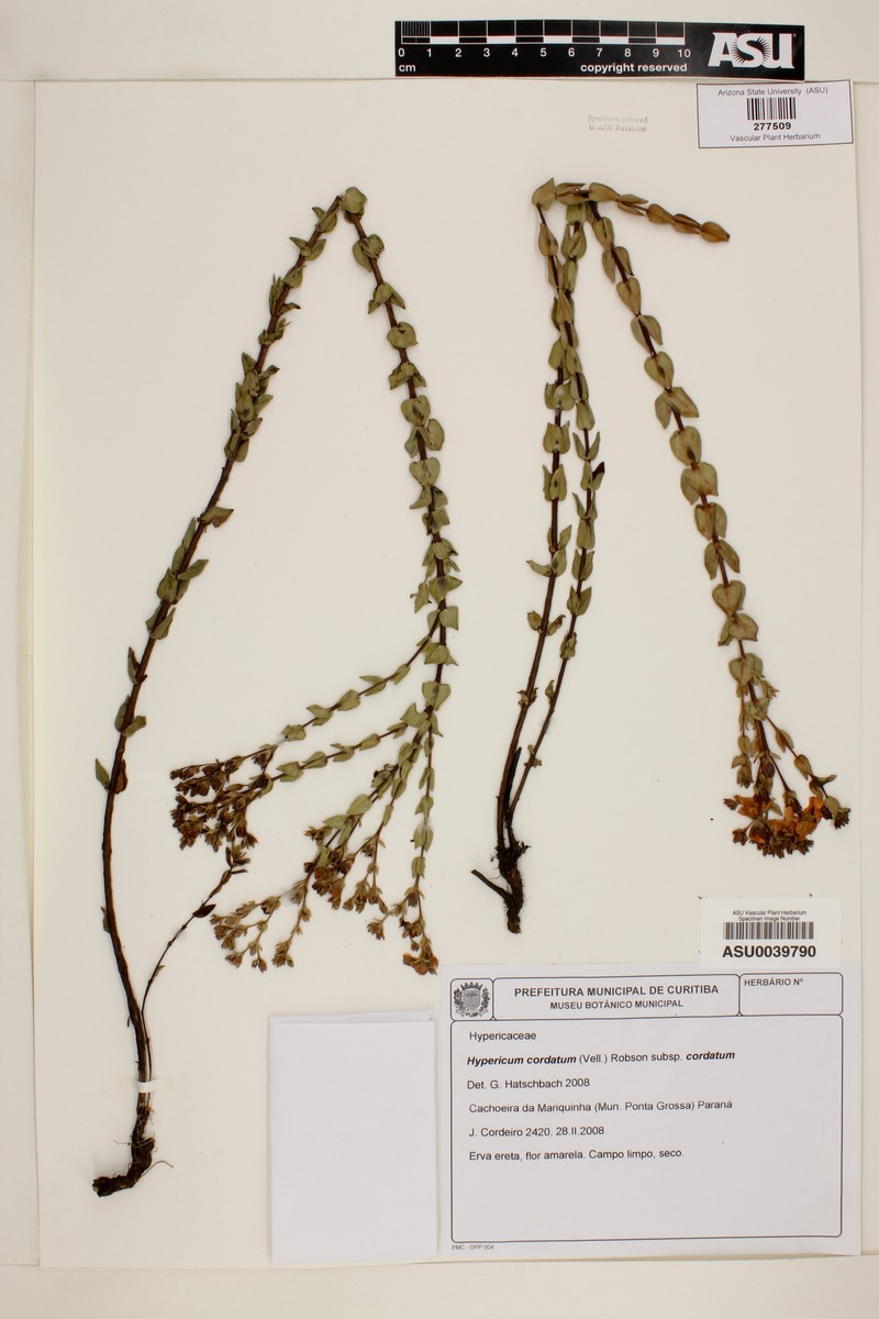 Hypericum cordiforme photo 5