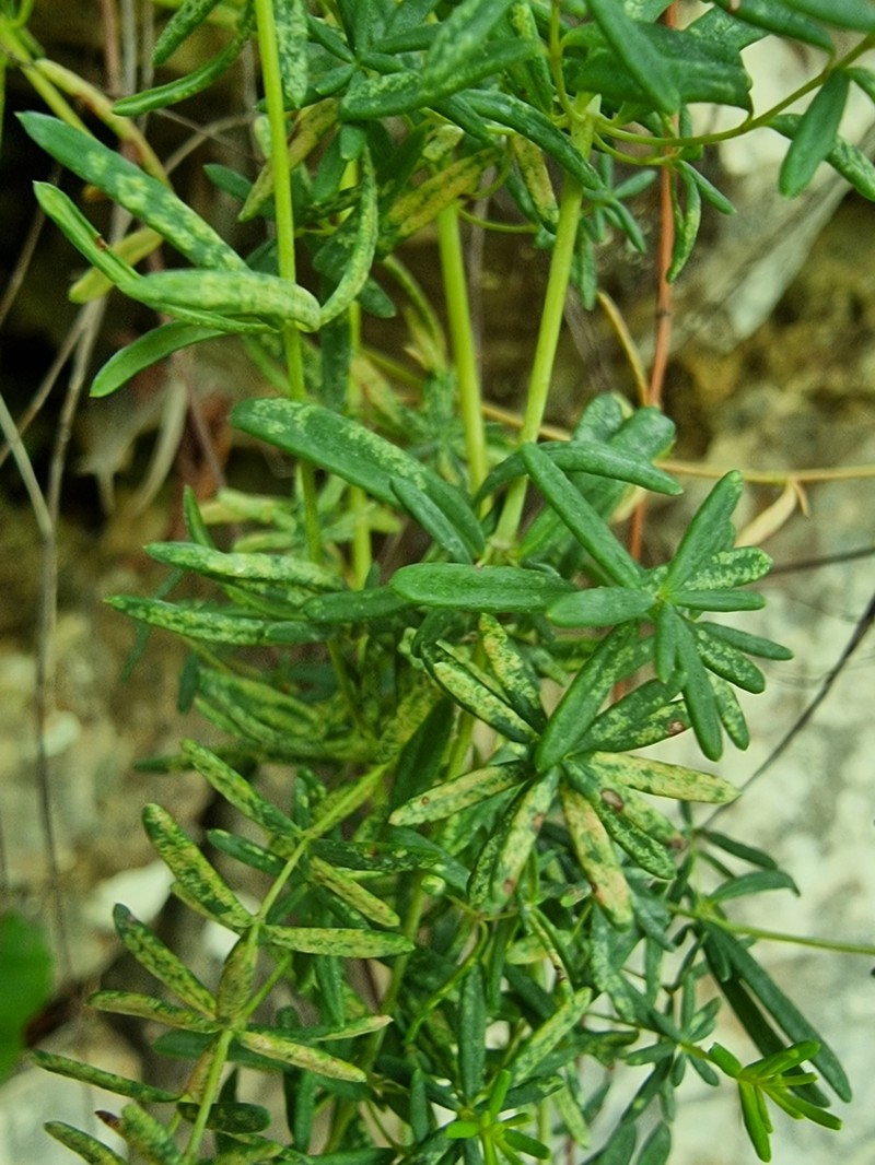 Hypericum coris photo 3
