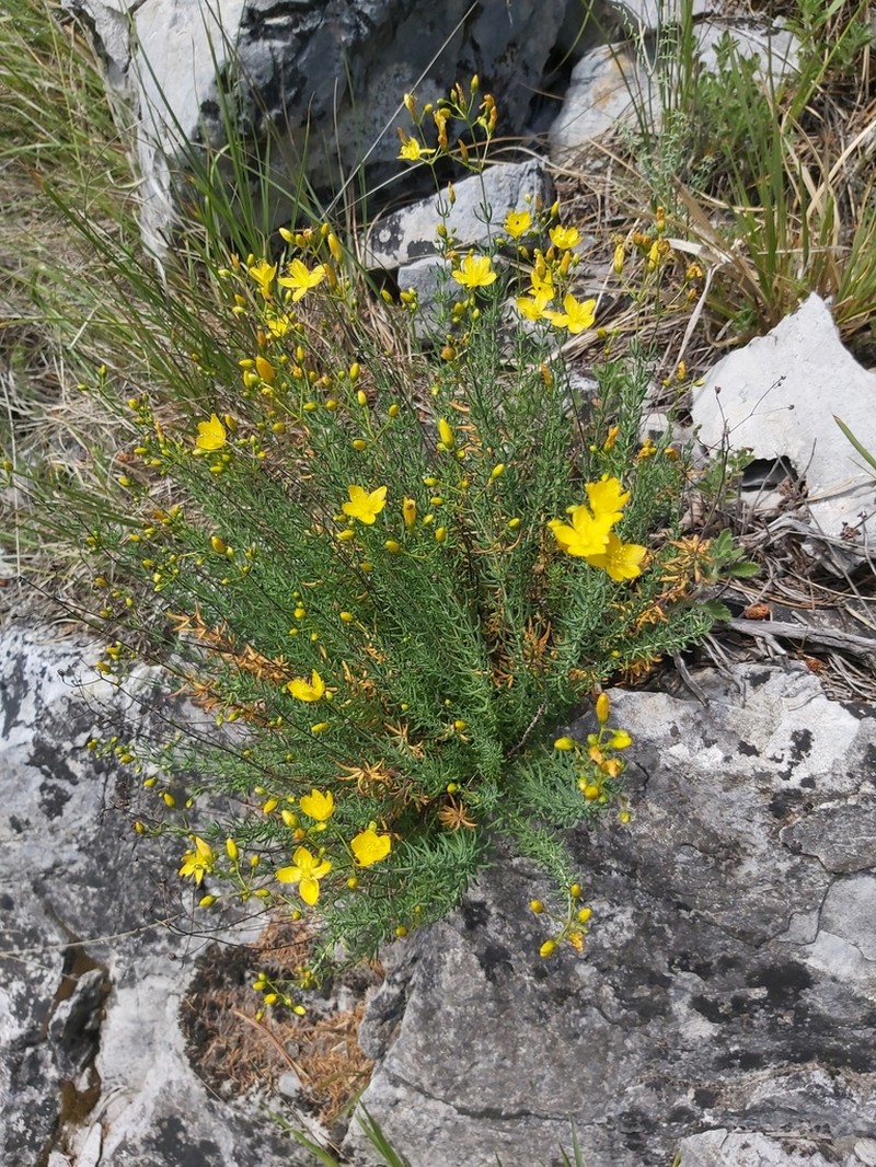 Hypericum coris photo 5
