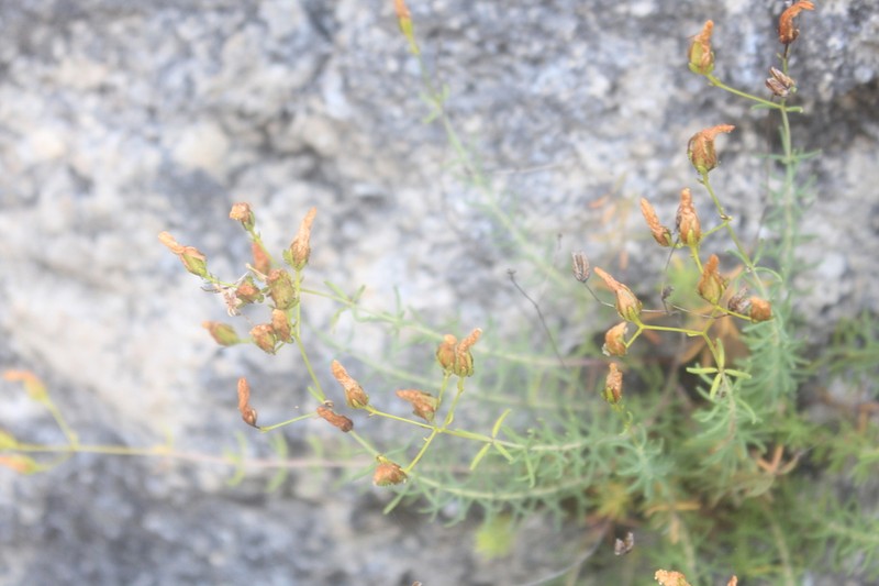 Hypericum coris photo 6
