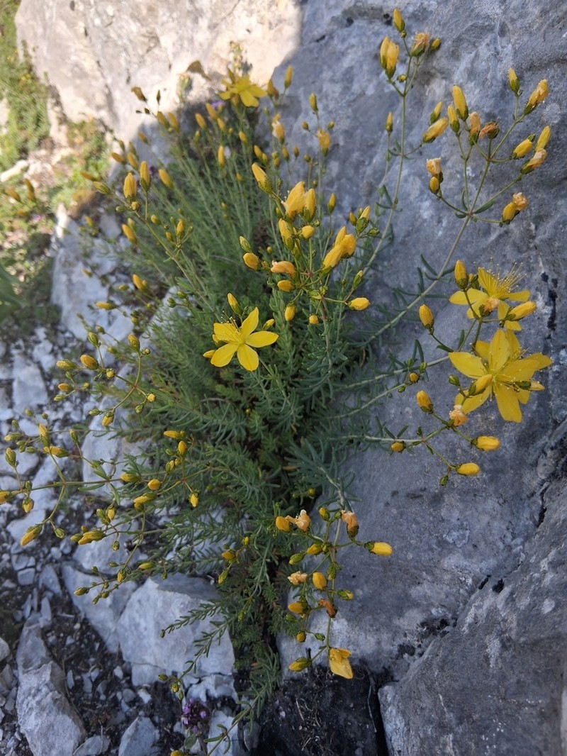 Hypericum coris photo 7