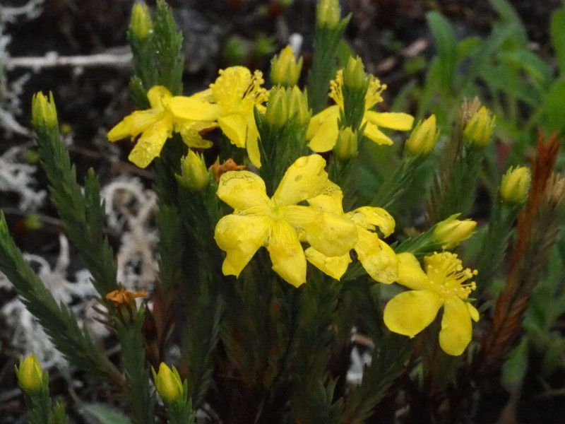 Hypericum costaricense