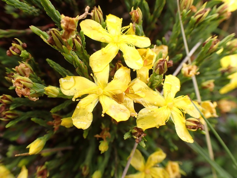 Hypericum costaricense photo 2