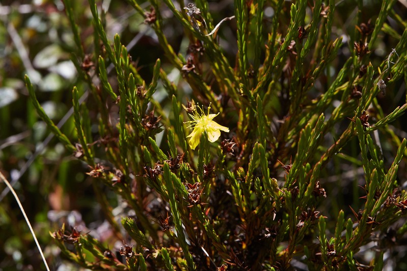 Hypericum costaricense photo 3