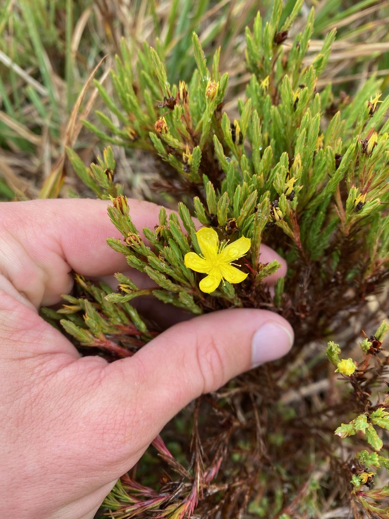 Hypericum costaricense photo 4