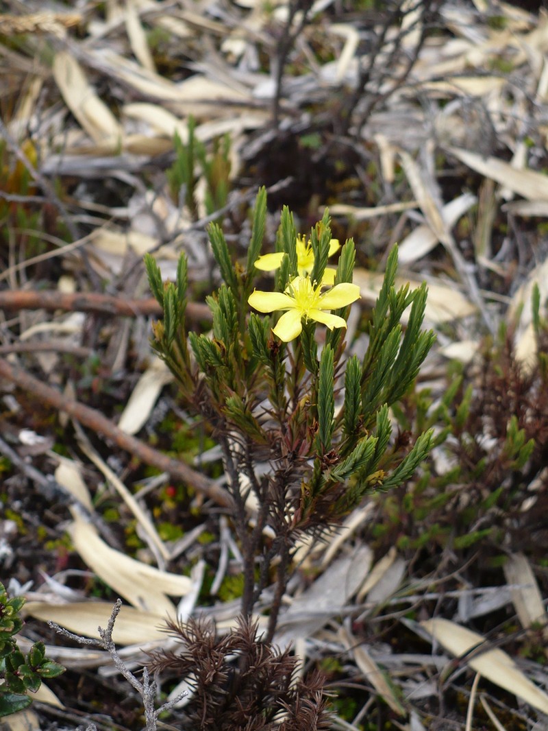 Hypericum costaricense photo 5