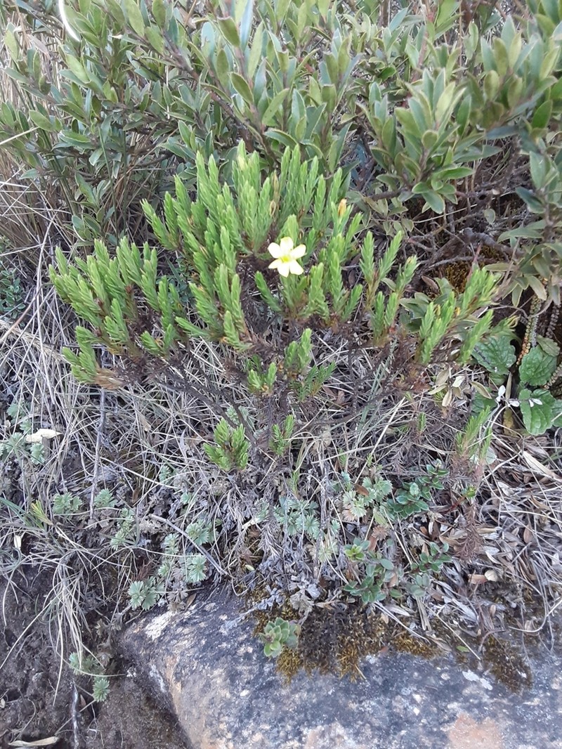 Hypericum costaricense photo 6