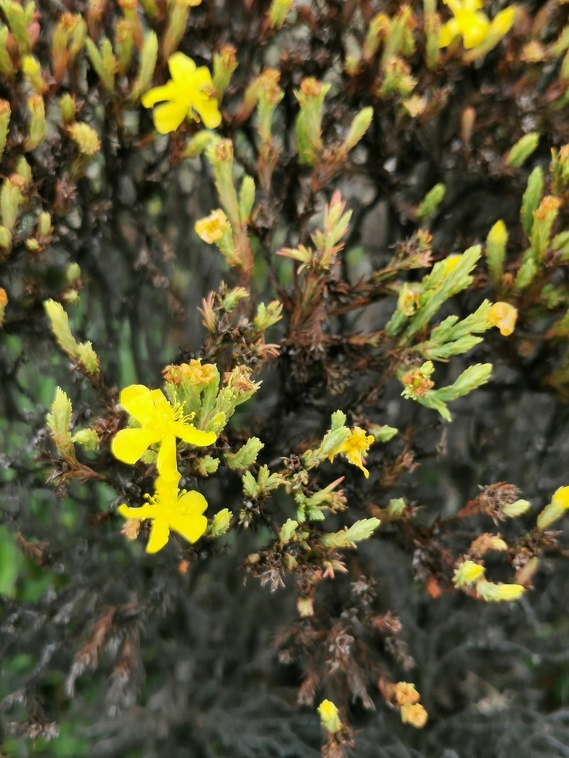 Hypericum costaricense photo 7