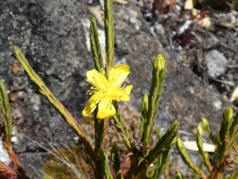 Hypericum costaricense photo 8