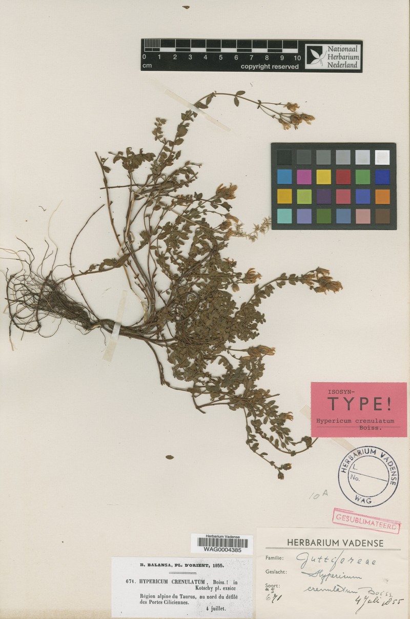 Hypericum crenulatum