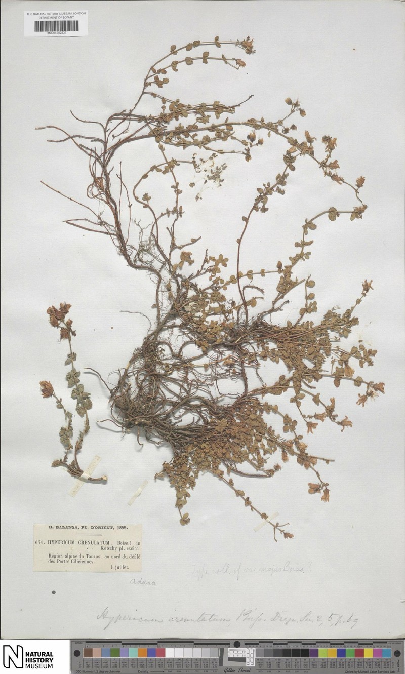 Hypericum crenulatum photo 3