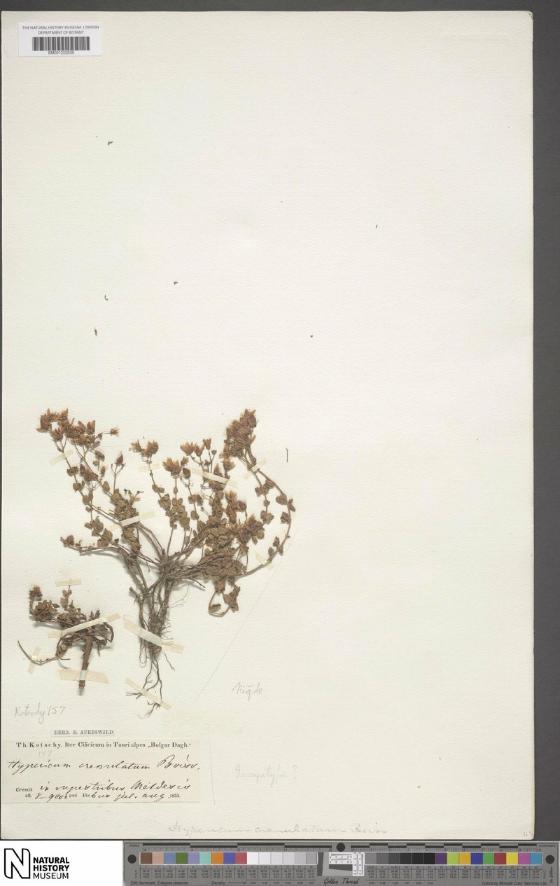 Hypericum crenulatum photo 4