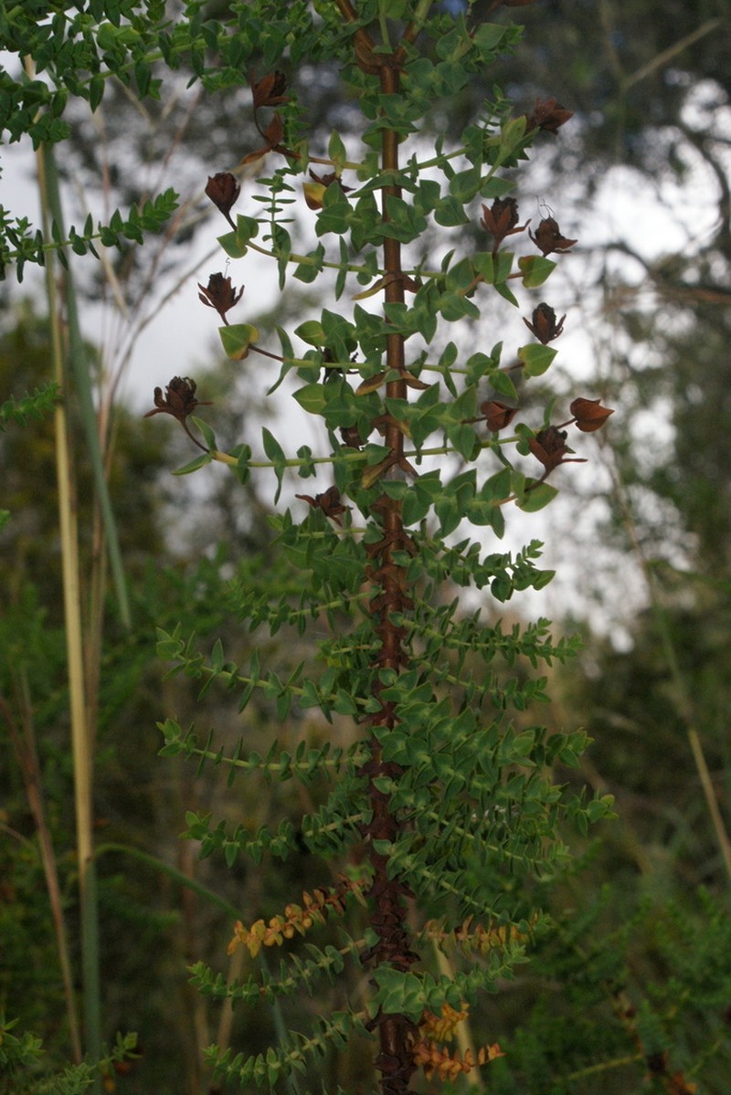 Hypericum cuatrecasii