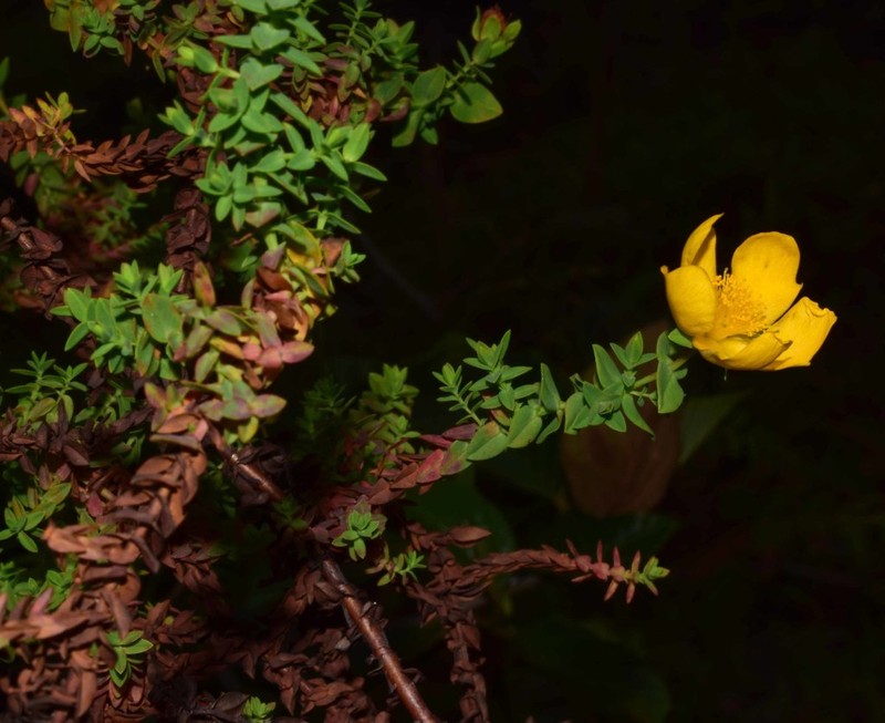 Hypericum cuatrecasii photo 2